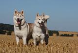 SIBERIAN HUSKY 690